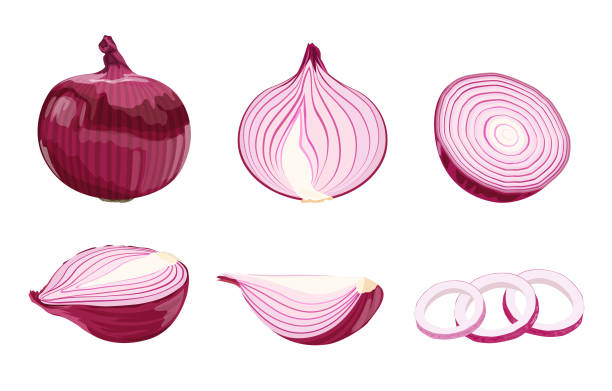 set of flat cartoon red onions isolated set of flat cartoon red onions isolated on a white background, vector illustration onion stock illustrations