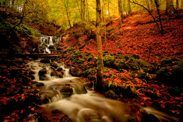 istock Impressive Autumn Forest Landscape with Small River 1183122953