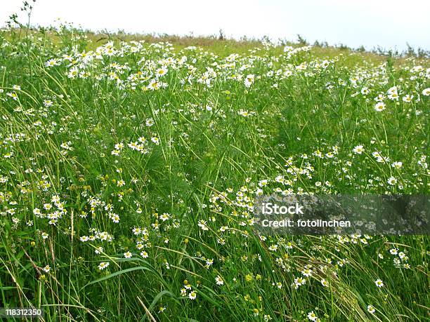 Wilde Kamille Stockfoto und mehr Bilder von Blume - Blume, Blumenmuster, Blüte