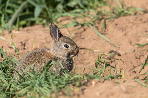 European rabbit eating grass.