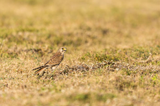 istock Common Kestrel seen sitting in grass  at Solapur,Maharashtra,India 1183124636