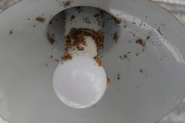 istock Insect carcass stuck on the light bulb 1183124697