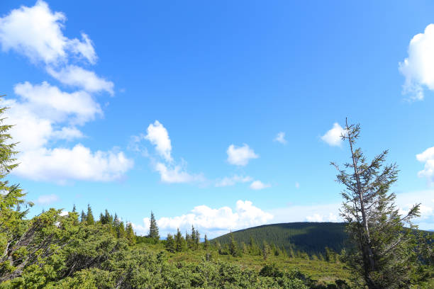 istock Fir trees in mountains with clouds in background 1183125414