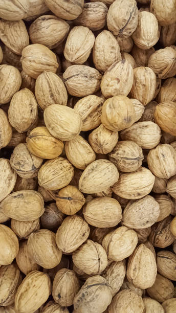 vue de diverses noix dans la coquille sur l'établi - dried fruit variation healthy eating snack photos et images de collection