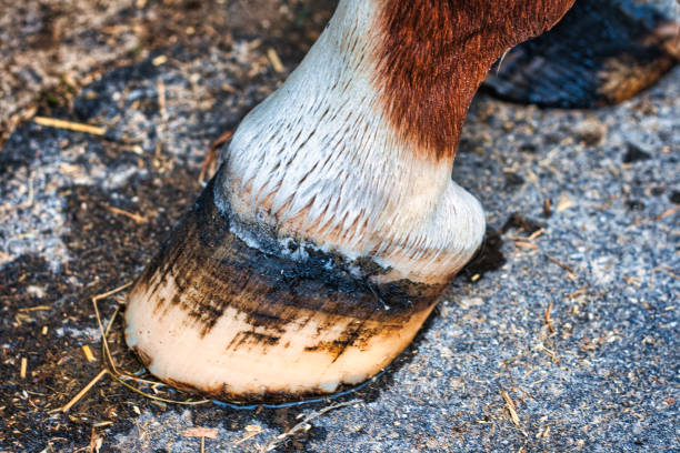 Marne-la-coquette - France - October 21, 2019 - View of a brown and white horse shoe in the stable