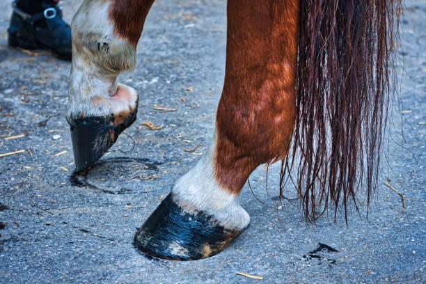 istock Horse in the stable 1183127703