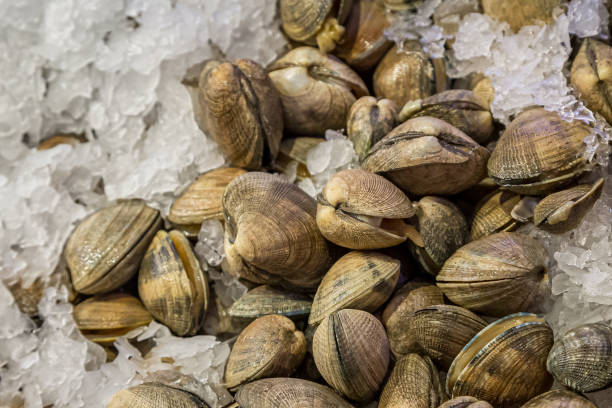 Clams resting on ice for sale on a market stall