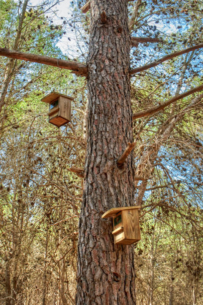 istock nest boxes or bird houses on trees 1183128430