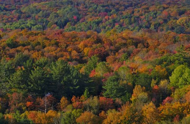 istock Autumn Splendor in Haliburton 1183128697