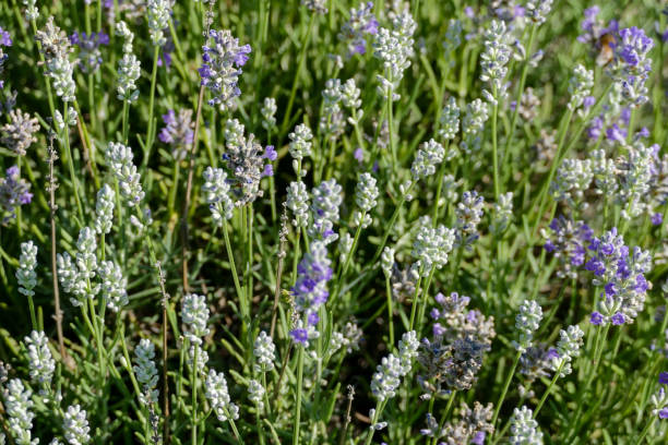 istock Lavender flowers in closeup 1183130069