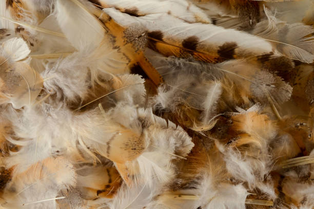 istock Close-up of feather plume background texture 1183131528