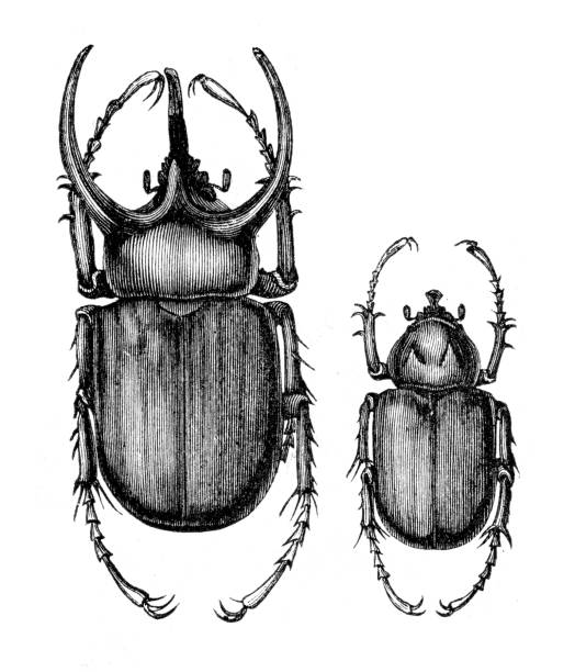 Atlas beetle (Chalcosoma atlas) illustration The Atlas beetle ( Chalcosoma atlas ) is a very large species of beetle in the family Scarabaeidae, found in Southeast Asia. Males have three prominent horns. The species is named for Atlas, the giant of Greek mythology who supported the skies.
Original edition from my own archives
Source : "Die Thierwelt R. Bommeli" 1894 rhino beetle drawing stock illustrations
