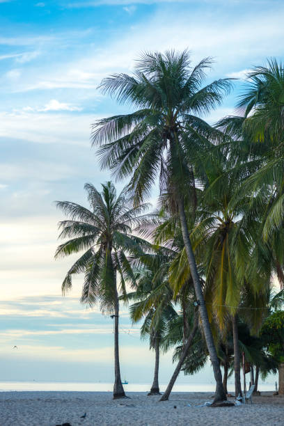istock Palm Tree By Sea Against Sky 1183133503