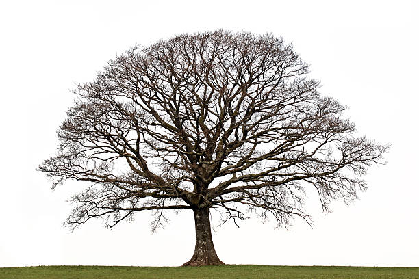 istock An oak tree in the winter with no leaves 118313461