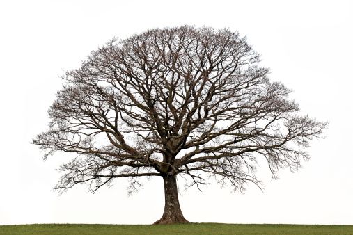 Oak tree in a field in winter isolated against a white background.