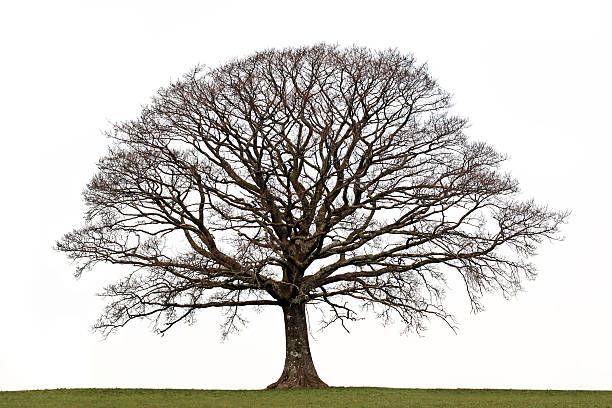 An oak tree in the winter with no leaves Oak tree in a field in winter isolated against a white background. bare tree stock pictures, royalty-free photos & images