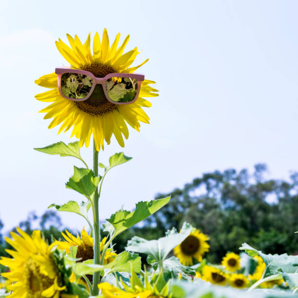 Yellow sunflower blooms in garden with red barn in background.