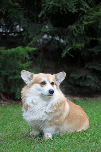 istock dog portrait fir tree background 1183135586