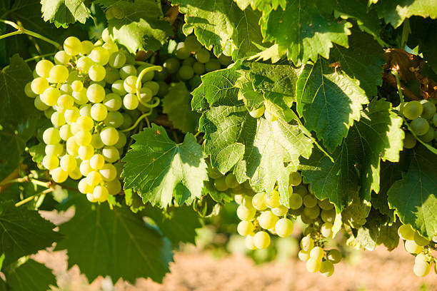 Grapes surrounded by leaves stock photo