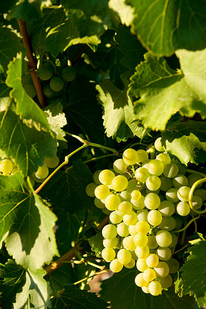 Grapes surrounded by leaves on a vineyard stock photo