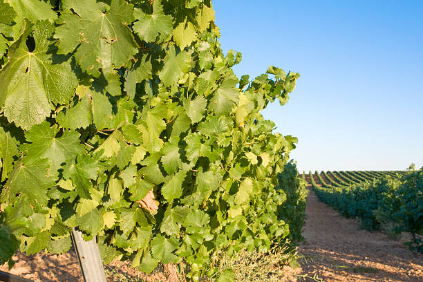 Wineyard perspective stock photo