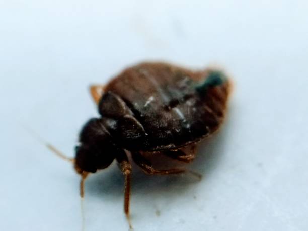 istock A picture of  bedbug 1183137338