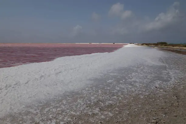 Photo of rose caribbean salt lake Bonaire island Caribbean Netherland Antilles