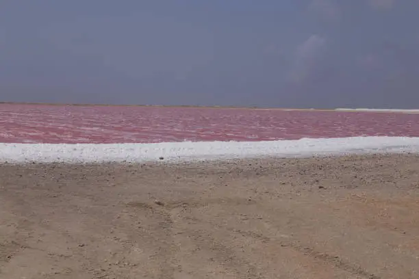 Photo of rose caribbean salt lake Bonaire island Caribbean Netherland Antilles