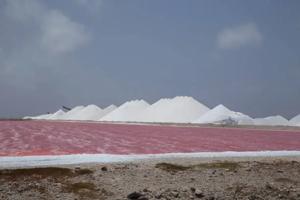 Photo of rose caribbean salt lake Bonaire island Caribbean Netherland Antilles