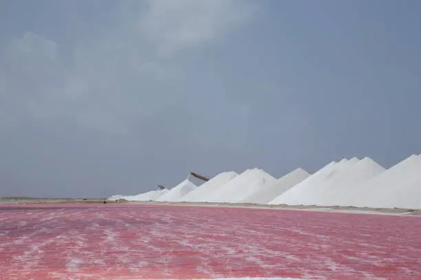 Photo of rose caribbean salt lake Bonaire island Caribbean Netherland Antilles