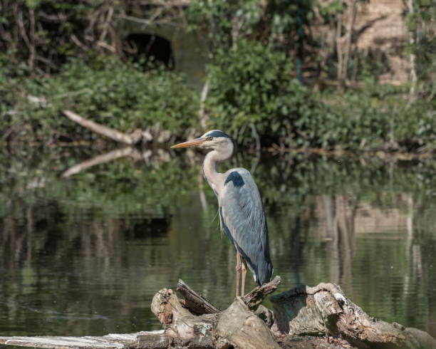 istock Grey heron, Ardea cinerea, a long-legged predatory, large bird standing in water. Nature landscape 1183139550