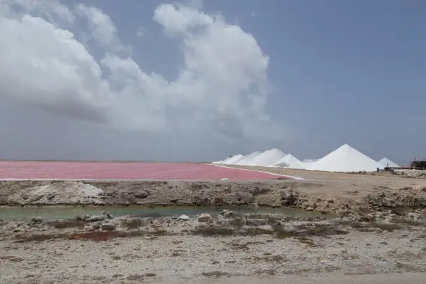 Photo of rose caribbean salt lake Bonaire island Caribbean Netherland Antilles