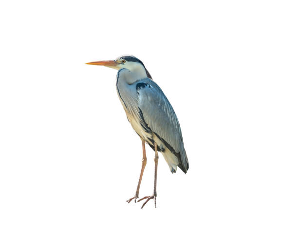 istock Grey heron, Ardea cinerea, a long-legged predatory Isolated 1183140550