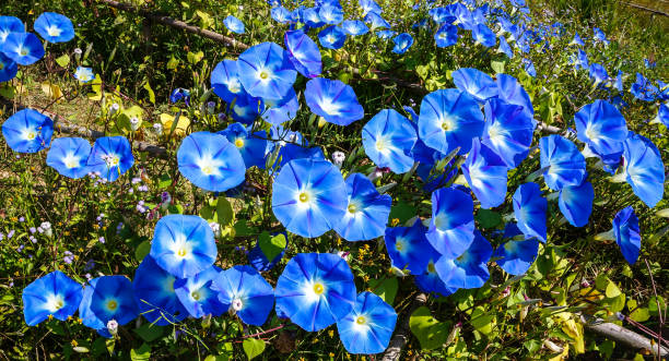 blue flowers of morning glory blue flowers of morning glory morning glory photos stock pictures, royalty-free photos & images