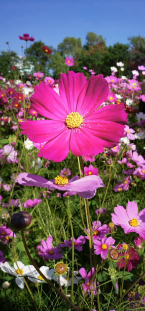istock closeup fresh purple cosmos flowers 1183141129