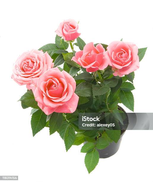 Wiązanka Róż - zdjęcia stockowe i więcej obrazów Bez ludzi - Bez ludzi, Biały, Bukiet