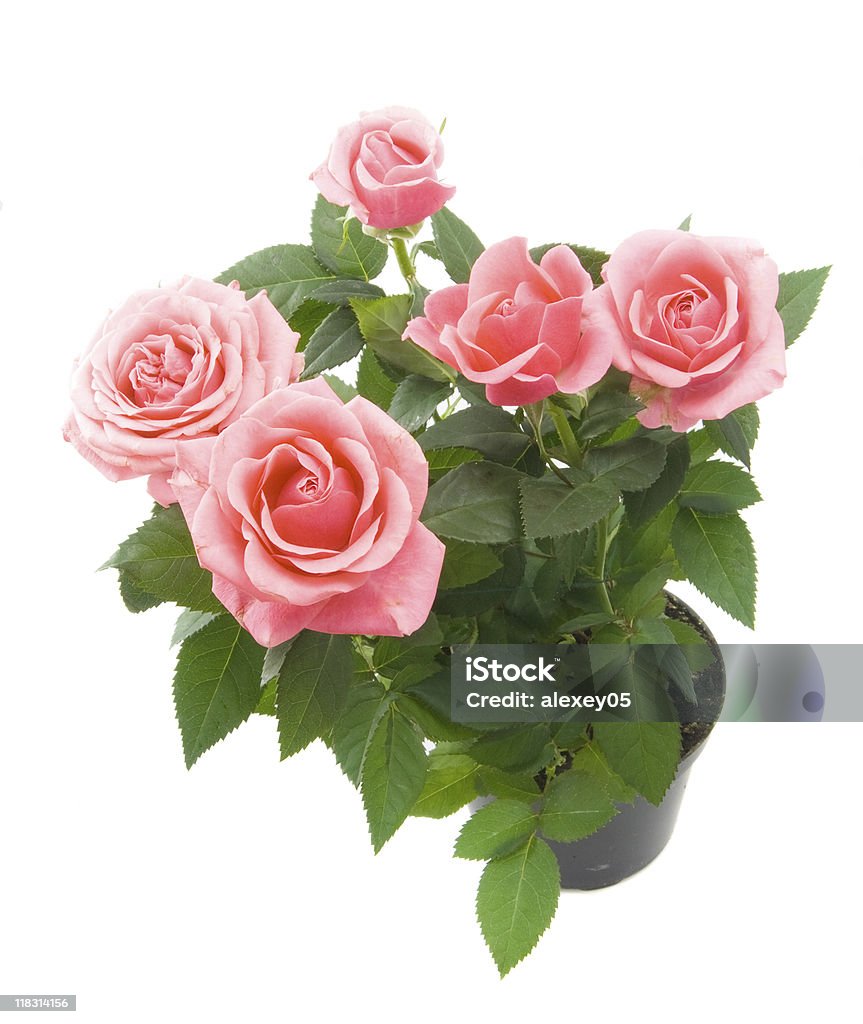 Букет из роз - Стоковые фото Без людей роялти-фри