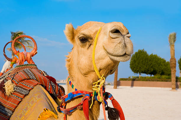 dromedary - Photo