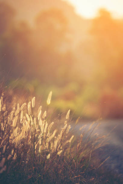 istock Close-Up Of Grass On Field 1183142838