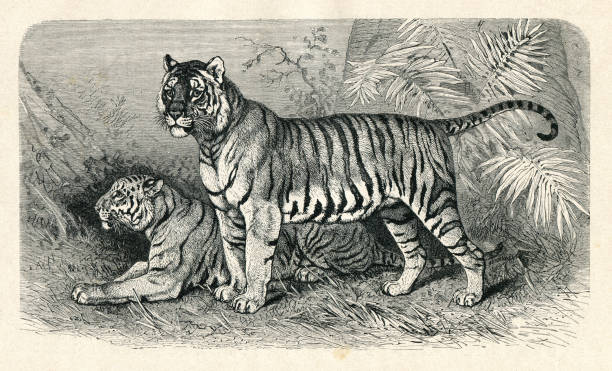 istock Tiger couple in the forst illustration 1183143275