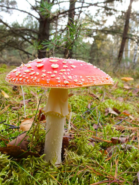 istock Fly mushroom in the forest 1183143554