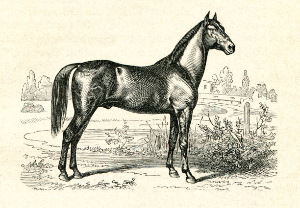 trakehner rasy konia konnego z prus ilustracji - trakehner horse stock illustrations