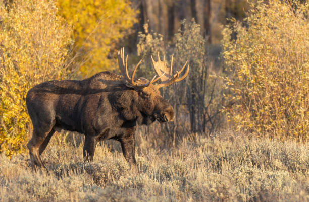 istock Bull Shiras Moose in Autumn 1183144859
