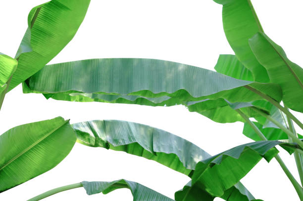 istock Green fresh Banana leaf on background. 1183146751