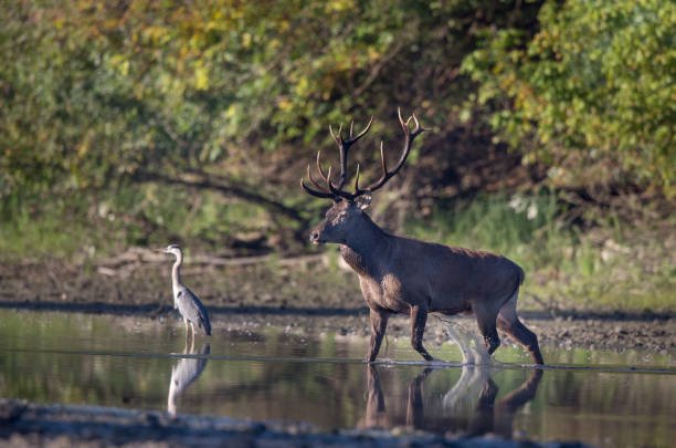 istock Wildlife in natural habitat 1183147254
