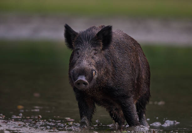 istock Wild boar standing in shallow water 1183147256
