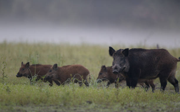 Wild boar mother with piglets walking on meadow