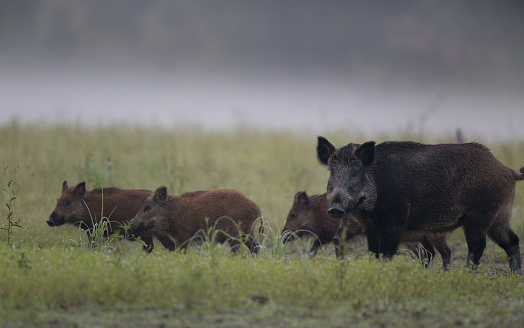 Wild boar female (sus scrofa ferus) walking with piglets on meadow in foggy morning