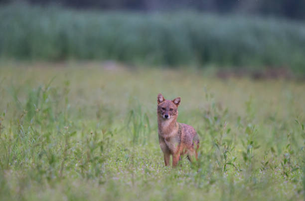 istock Golden jackal standing on meadow 1183147323