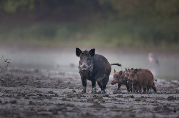 진흙에 새끼 돼지와 야생 멧돼지 어머니 - domestic pig animals in the wild wild boar hunting 뉴스 사진 이미지